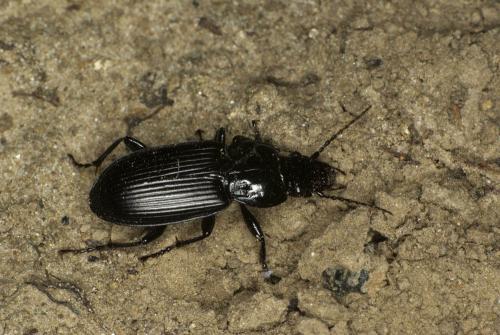 Réf. 60 615 : Pterostichus melanarius