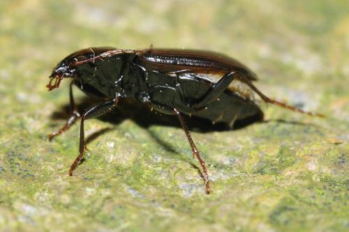 Réf. 60 536 : Nebria brevicollis