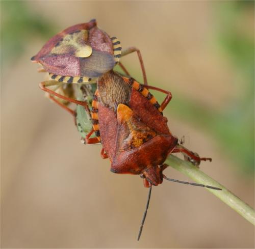Carpocoris purpureipennis