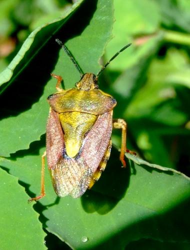 Réf. 60 497 : Carpocoris purpureipennis