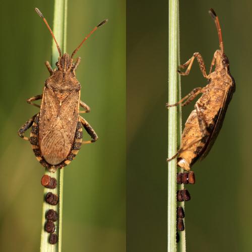 Réf. 60 890 : Ceraleptus gracilicornis