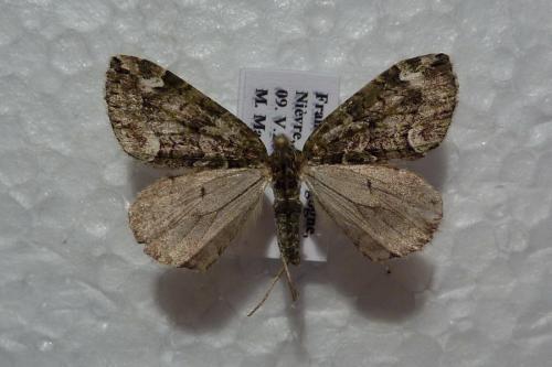 Chloroclysta siterata