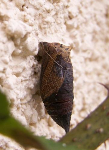 Réf. 60 806 : Iphiclides podalirius