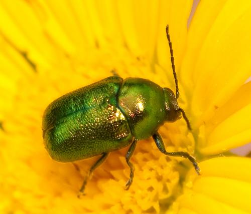 Cryptocephalus sp.
