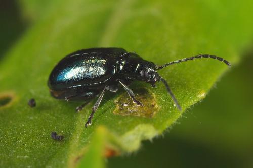 Réf. 60 044 : Altica sp.