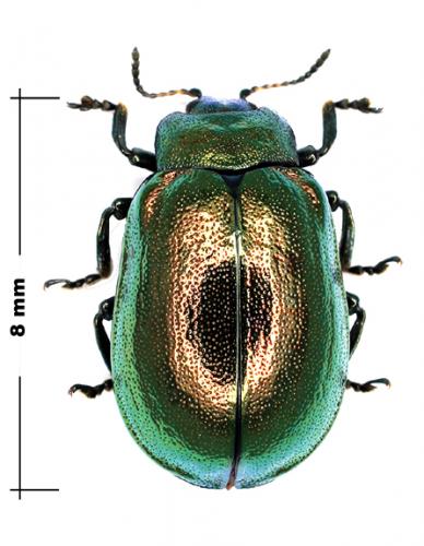 Réf. 60 054 : Plagiosterna aenea