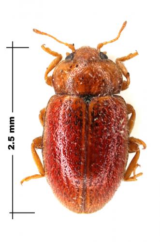Coccidula rufa
