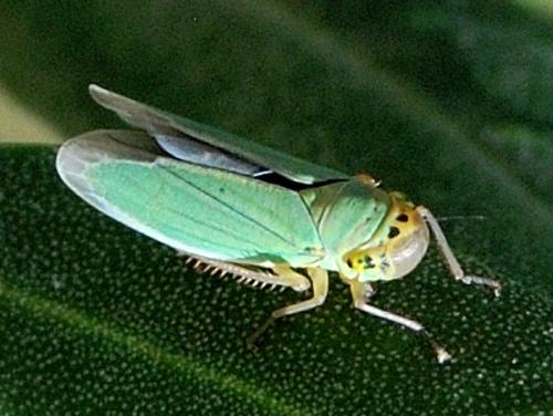 Cicadella viridis
