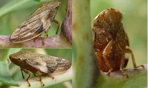 Aphrophora alni