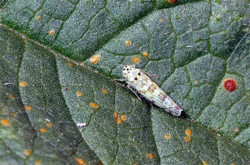Réf. 60 166 : Eupteryx sp.