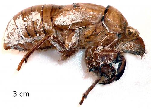 Tibicina haematodes