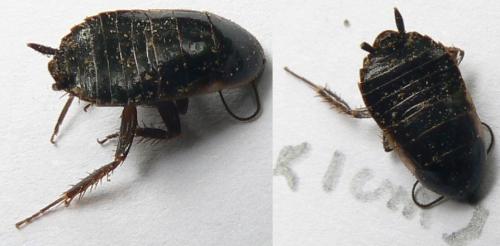 Réf. 60 796 : Loboptera decipiens