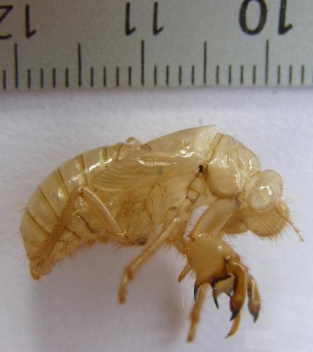 Cicada orni