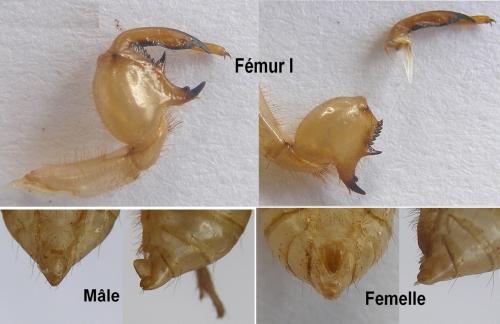 Cicada orni