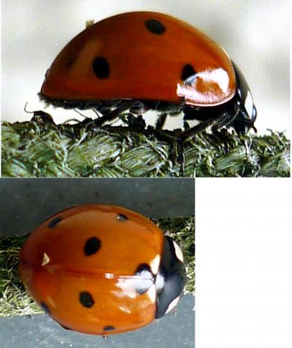 Coccinella septempunctata