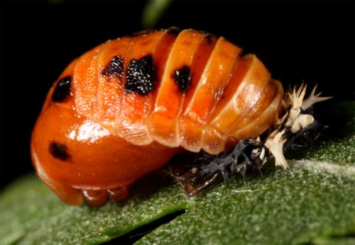 Réf. 60 021 : Harmonia axyridis