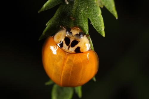 Harmonia axyridis