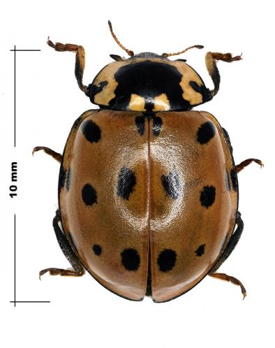 Réf. 60 063 : Anatis ocellata