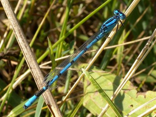 Enallagma cyathigerum