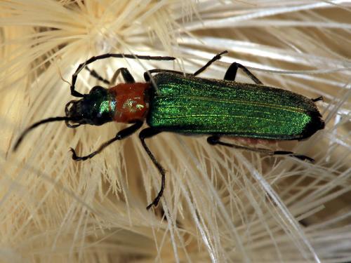 Réf. 60 344 : Anogcodes seladonius