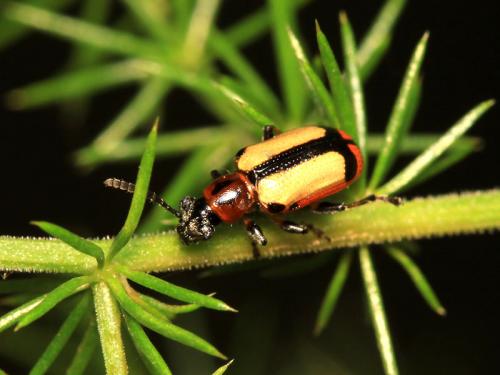 Crioceris paracenthesis