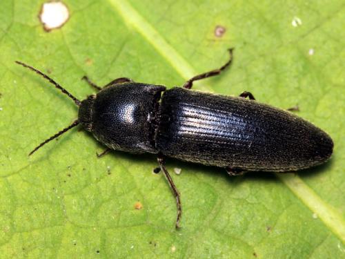 Melanotus dichrous