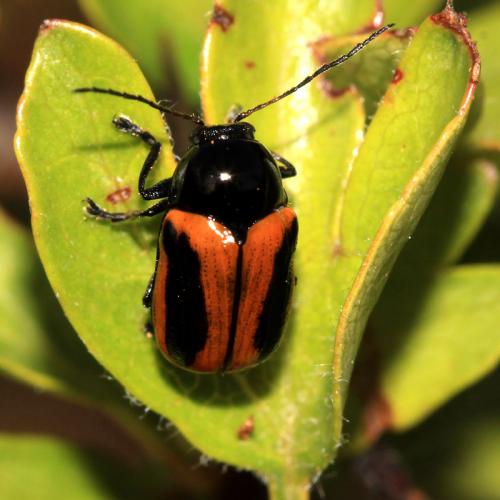 Réf. 60 799 : Cryptocephalus bipunctatus