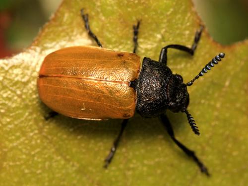 Labidostomis humeralis