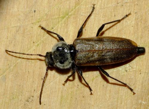 Réf. 60 150 : Hylotrupes bajulus