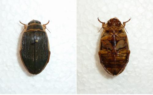 Réf. 60 960 : Dytiscus marginalis