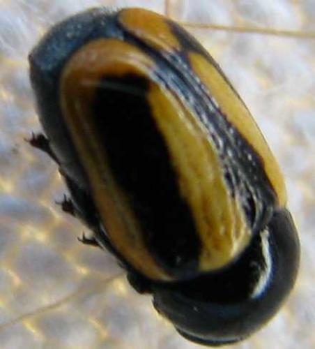 Cryptocephalus vittatus