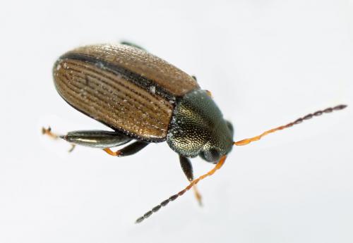 Chaetocnema depressa