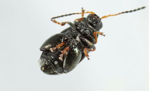 Chaetocnema depressa