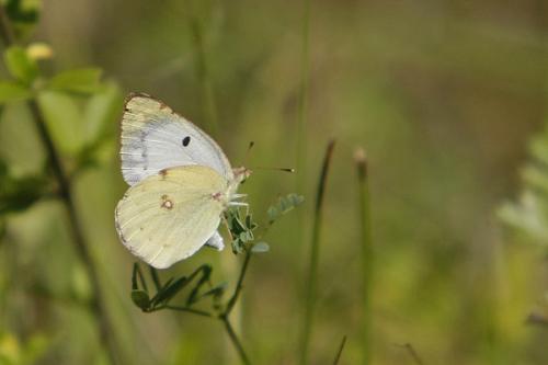 Réf. 60 408 : Colias alfacariensis