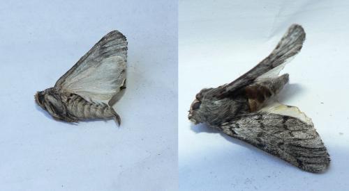 Réf. 60 072 : Thaumetopoea pityocampa