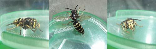 Dolichovespula media