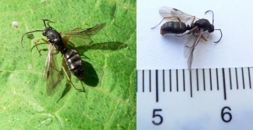 Formica sp.