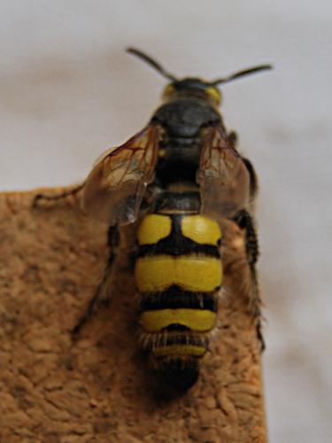 Colpa sexmaculata