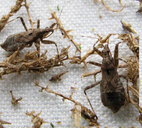 Himacerus apterus