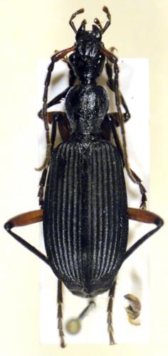 Réf. 60 417 : Galeritiola femoralis