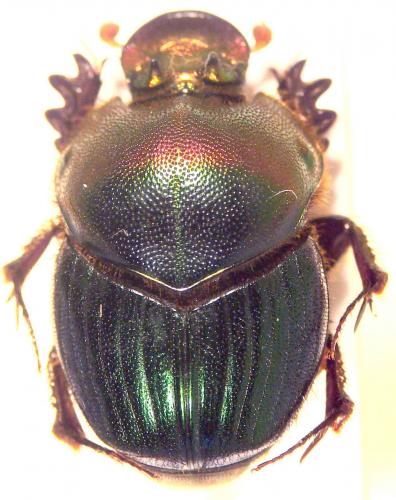 Proagoderus semiiris