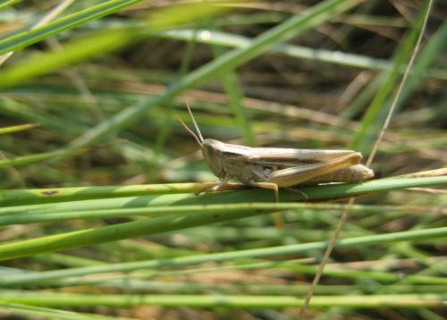 Chorthippus albomarginatus albomarginatus