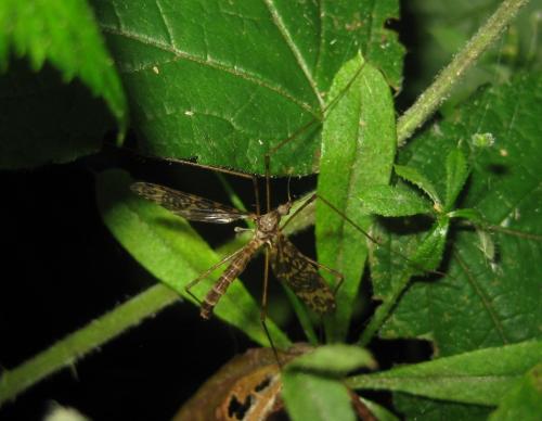 Réf. 60 027 : Epiphragma ocellare