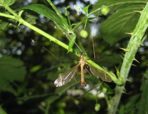 Tipula fascipennis