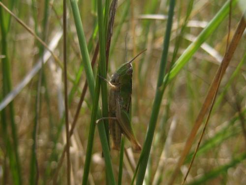 Chorthippus albomarginatus albomarginatus