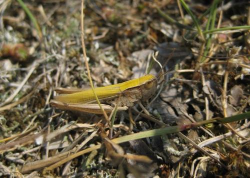 Chorthippus albomarginatus albomarginatus