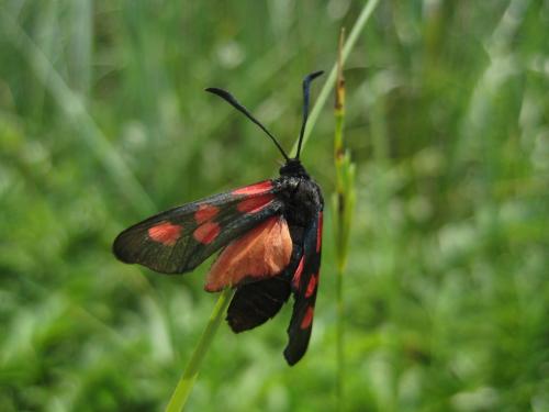 Zygaena trifolii
