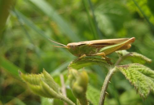 Chorthippus albomarginatus albomarginatus
