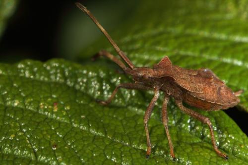 Coreus marginatus