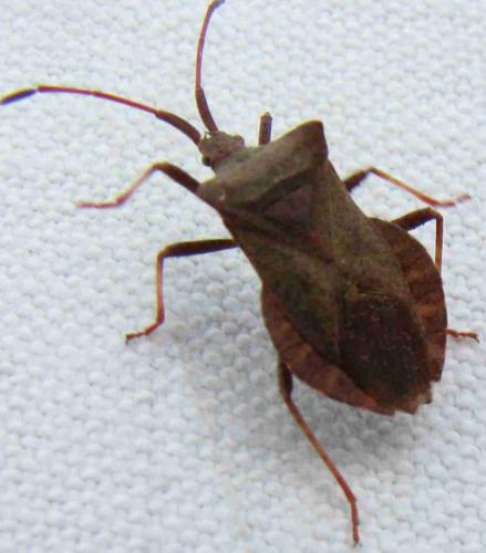 Coreus marginatus